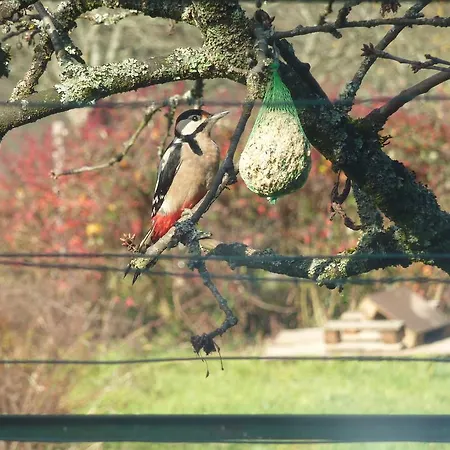 Schlitteur Et Sapiniere *