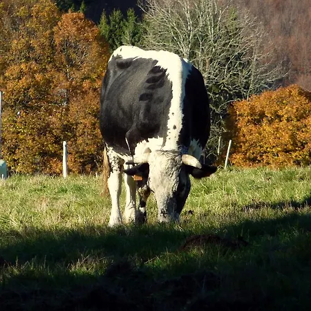 Tatil Evi Schlitteur Et Sapiniere Breitenbach