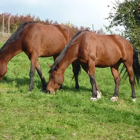 Schlitteur Et Sapiniere * Breitenbach