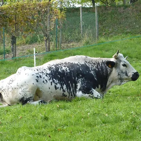 Schlitteur Et Sapiniere * Breitenbach